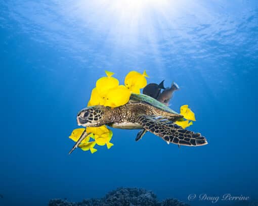 Heavenly Honu by Doug Perrine