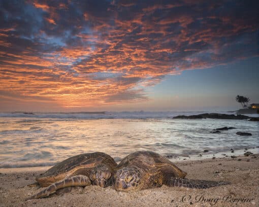 Honu Honeymoon by Doug Perrine